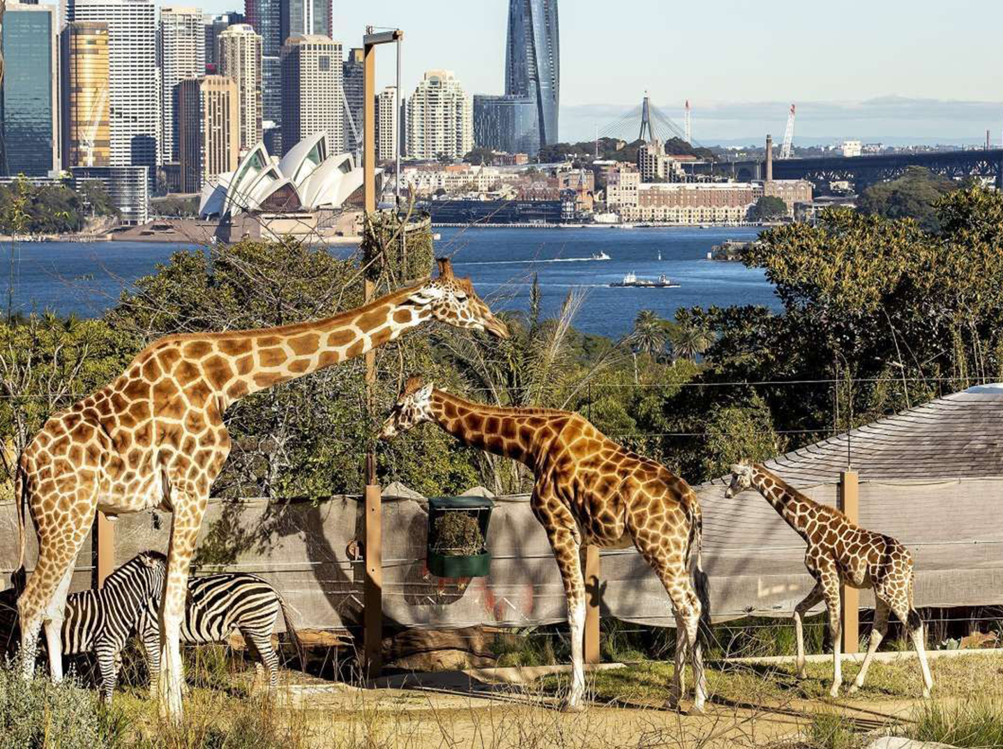 Family Fun in Sydney: Top Activities for Kids and Parents